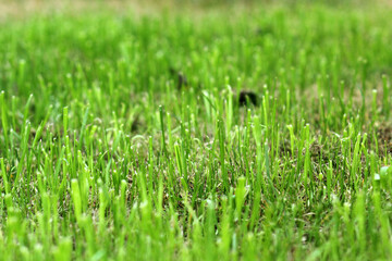 Fototapeta premium Трава