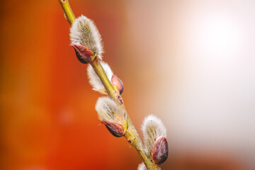 Fluffy willow catkins on a red blurred background