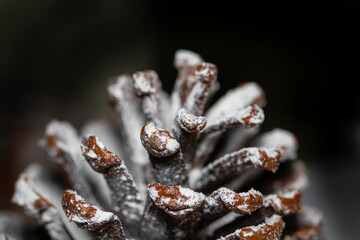 Clouse up of Pine cone on dark background 