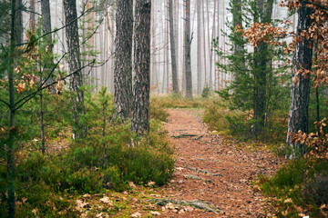 leśna jesienna ścieżka