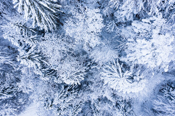 Winter. Forest in snowdrifts. Aerial view.