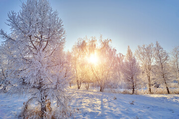 Trees covered with snow on a frosty winter evening at sunset.