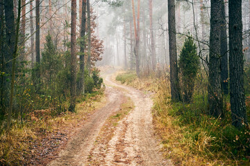 Fototapeta na wymiar leśna jesienna ścieżka