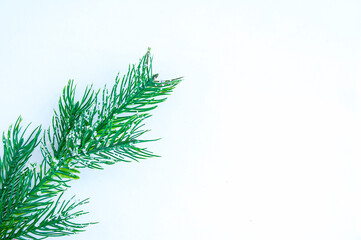 Christmas tree branch close-up on  white background.