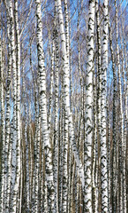 Trunks of slender white birches in spring sunny weather on a blue sky