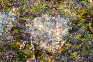 The nice red Sundew Drosera esperensis in the Cape Le Grand Nationalpark close to Esperance in Western Australia, view from above
