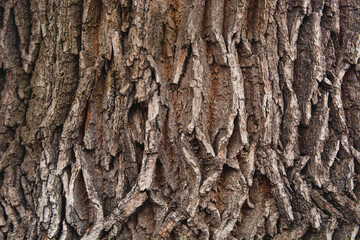bark of a tree