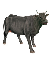 vache laitière, animal, ferme, bétail, blanc, noir , gazon, agriculture, bétail, boeuf, taureau, champ, alpage, mammifère, isolé, prairie, mollet, lait, nature, rural, vache laitière, vert, domestique