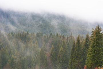 Ukrainian Carpathian mountains with fogs between the trees after winter