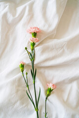 pink carnation lies on the bed