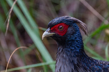 feral chicken