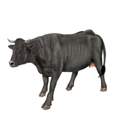 vache laitière, animal, ferme, bétail, blanc, noir , gazon, agriculture, bétail, boeuf, taureau, champ, alpage, mammifère, isolé, prairie, mollet, lait, nature, rural, vache laitière, vert, domestique