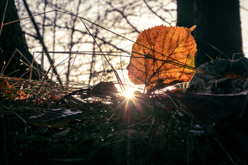 autumn leaves in the sun