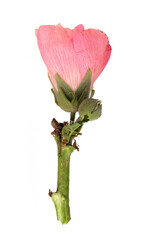 Pink flower isolated on a white background