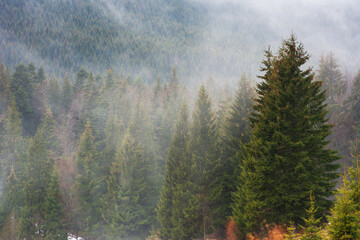 Ukrainian Carpathian mountains with fogs between the trees after winter