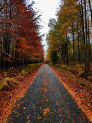 Empty road in autumn colorful forest