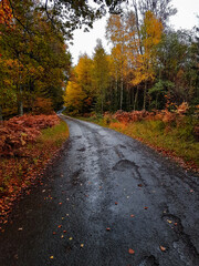 Obraz premium Empty road in autumn colorful forest