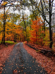 Empty road in autumn colorful forest