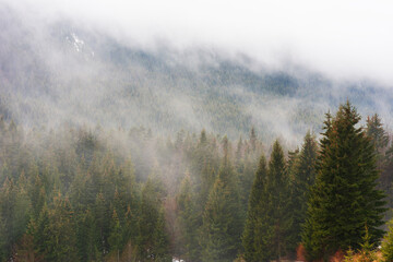 Ukrainian Carpathian mountains with fogs between the trees after winter