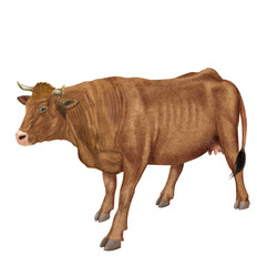 vache laitière, animal, ferme, bétail, blanc,  roux , gazon, agriculture, bétail, boeuf, taureau, champ, alpage, mammifère, isolé, prairie, mollet, lait, nature, rural, vache laitière, vert, domestiqu