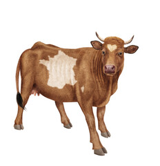 vache laitière, vache de France, robe, carte de France,  animal, ferme, bétail, blanc, roux et blanc, gazon, agriculture, bétail, boeuf, taureau, champ, alpage, mammifère, isolé, prairie, mollet, lait