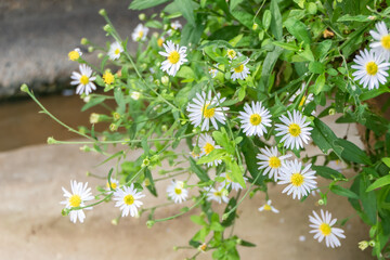 White flowers blooming in the garden.