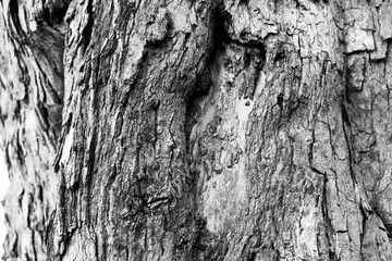 Old Wood Tree Texture Background Pattern