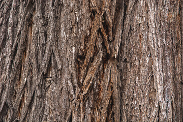 bark of a tree