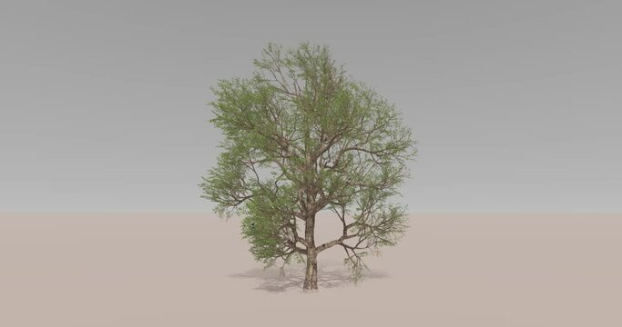 Isolated tree animation with strong stormy winds blowing against the the branches. 