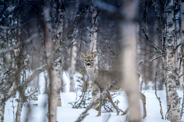 The roe deer (Capreolus capreolus) © Johannes Jensås