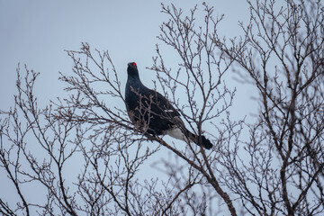 The black grouse (Lyrurus tetrix)