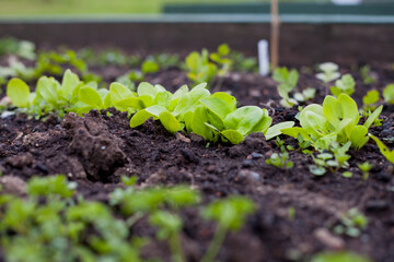 Lettuce seedlings in the raised bed, slef-sufficient household with vegetable garden.