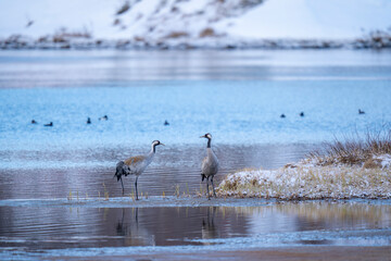 Obraz premium The common crane (Grus grus)