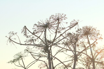 Silhouette of a hogweed lit by the sun against the background of a frosty winter sky