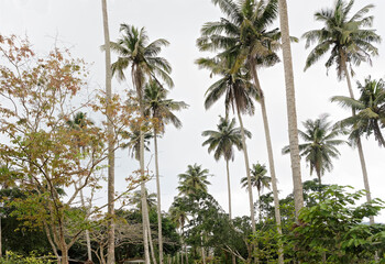 Fototapeta na wymiar Coconut palms on the coconut island