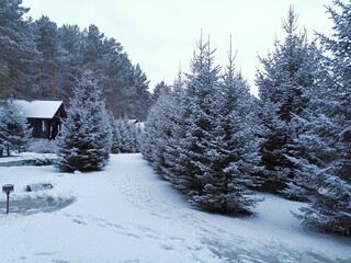 winter landscape with snow covered trees