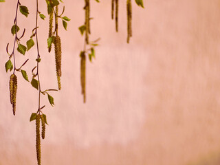 Branches of a young birch.