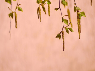 Branches of a young birch.