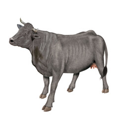 vache laitière, animal, ferme, bétail, blanc, grise, gazon, agriculture, bétail, boeuf, taureau, champ, alpage, mammifère, isolé, prairie, mollet, lait, nature, rural, vache laitière, vert, domestique