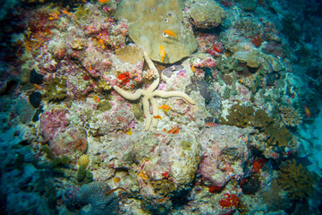 Beautiful hard and soft corals of the Maldives coral reefs