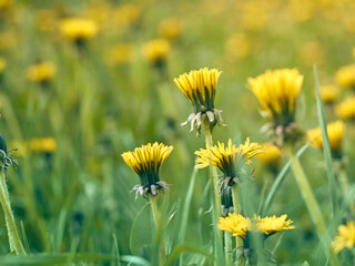 Close up of blooming yellow dandelion flowers.
