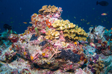 Obraz na płótnie Canvas Beautiful hard and soft corals of the Maldives coral reefs