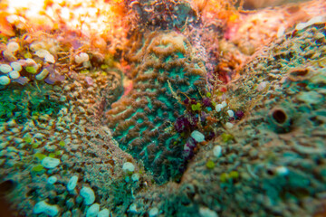 Beautiful coral reef and snail nudibranch of the maldives