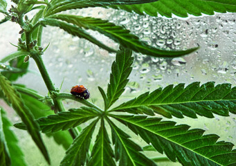 Ladybug on cannabis leaves.