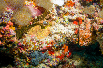Fototapeta na wymiar Beautiful hard and soft corals of the Maldives coral reefs