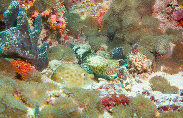 Beautiful hard and soft corals of the Maldives coral reefs