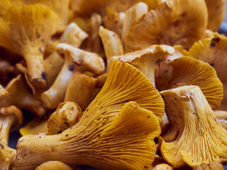 Fresh yellow chanterelle edible mushrooms.