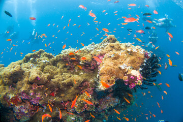 Beautiful hard and soft corals of the Maldives coral reefs