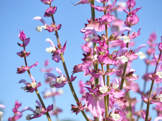Blooming salvia sclarea in the garden.