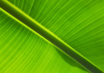 Close-up of the green leaf of a banana tree.